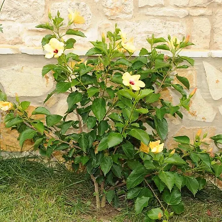 Lägenhet Ammos Zante *